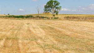 Expansive sunny field in La Unión de Campos, capturing the serene rural landscape.
